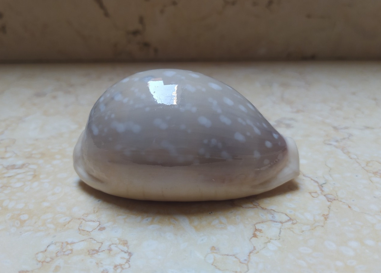 F Cypraea camelopardalis red sea shell large SIZE lyncina F+++ 78.8mm