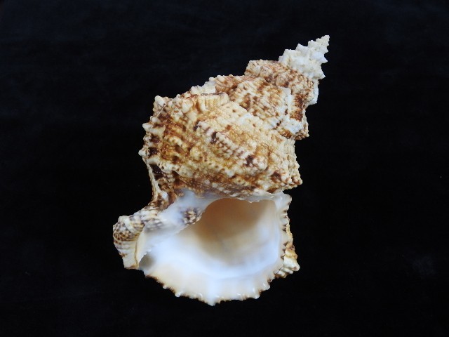 Sea Shell Tutufa bubo 165mm ID#9257