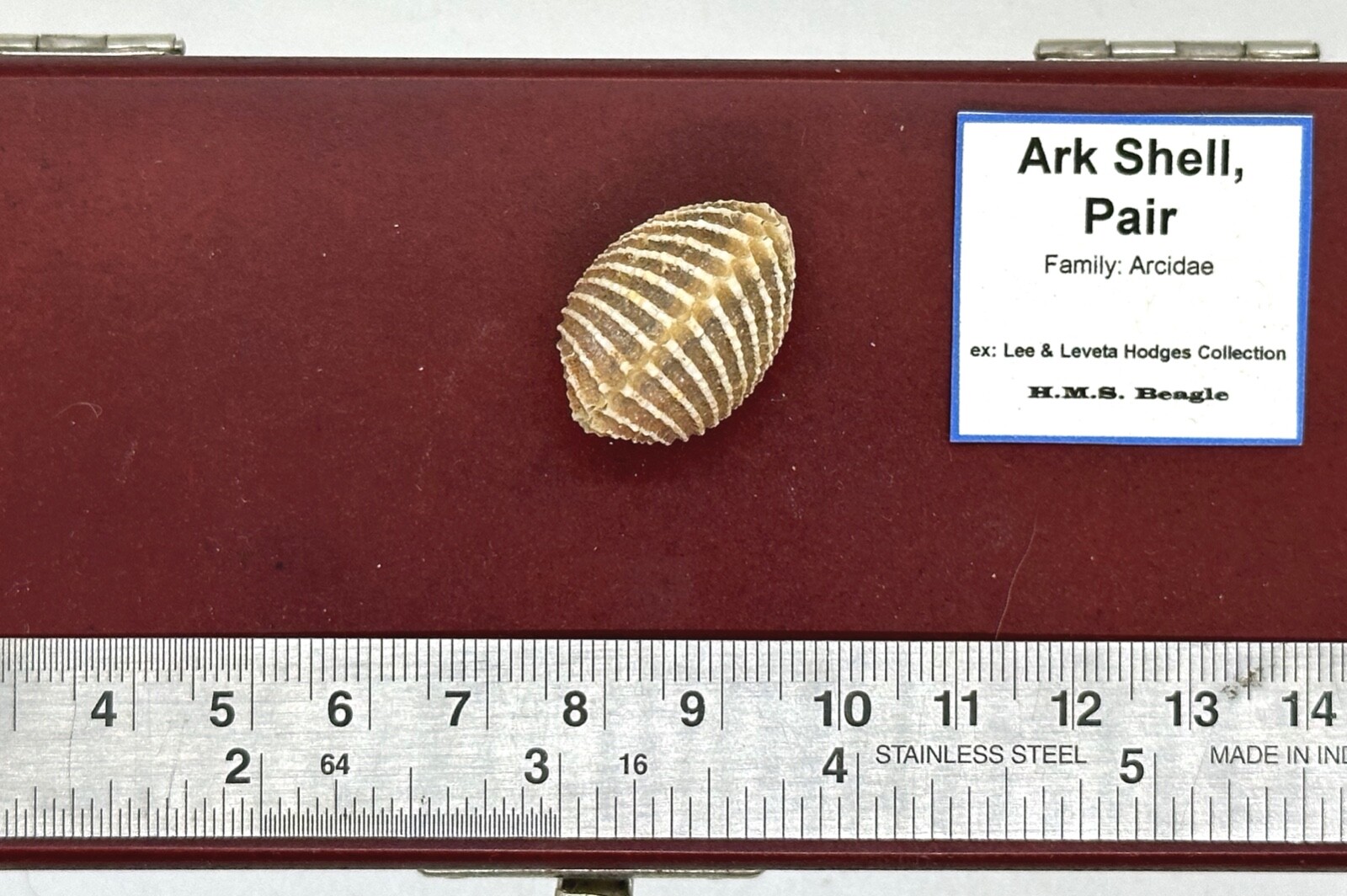 Ark Shell, Unspecified, Pair (Anadara ?) — 1.00 x 0.75 in. approx. / ~ 25 mm