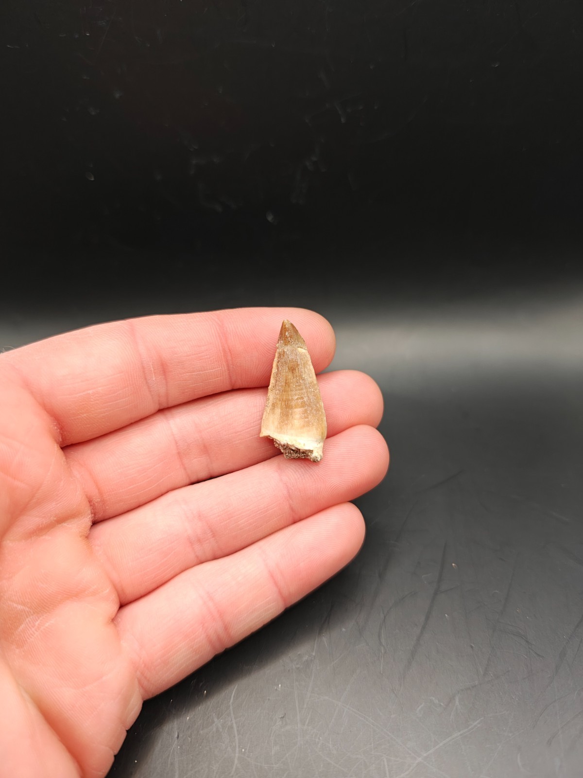 Fossil Mosasaurus Tooth – Extinct Marine Reptile Tooth – Moroccan Fossil – #004