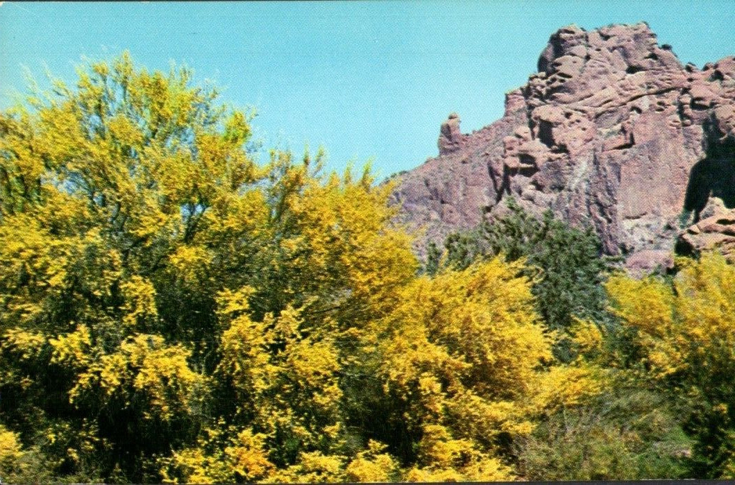 Phoenix Arizona Palo Verde and the Praying Monk Arizona State Tree Postcard