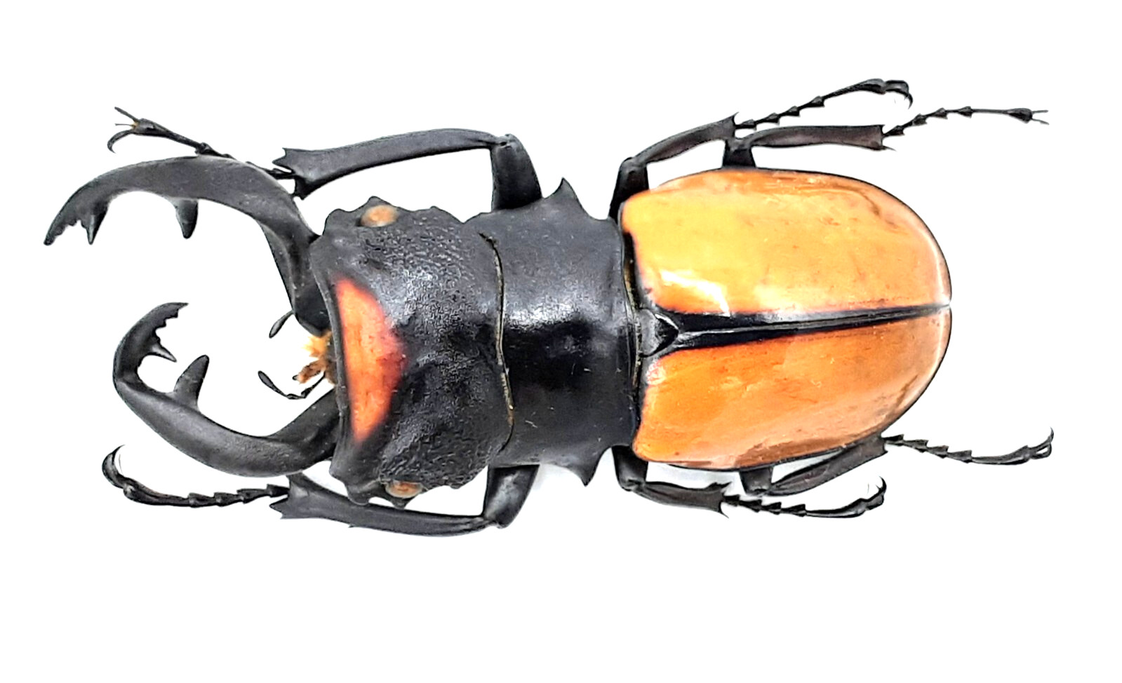 Lucanidae, Odontolabis spectabilis, special mandibles, 62 mm, Sumatra
