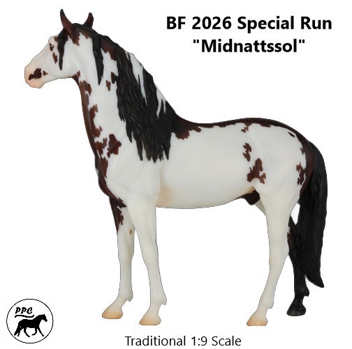 BF 2026 Special Run Murgese Stallion “Midnattssol” sabino-fram Pre-sale NIB
