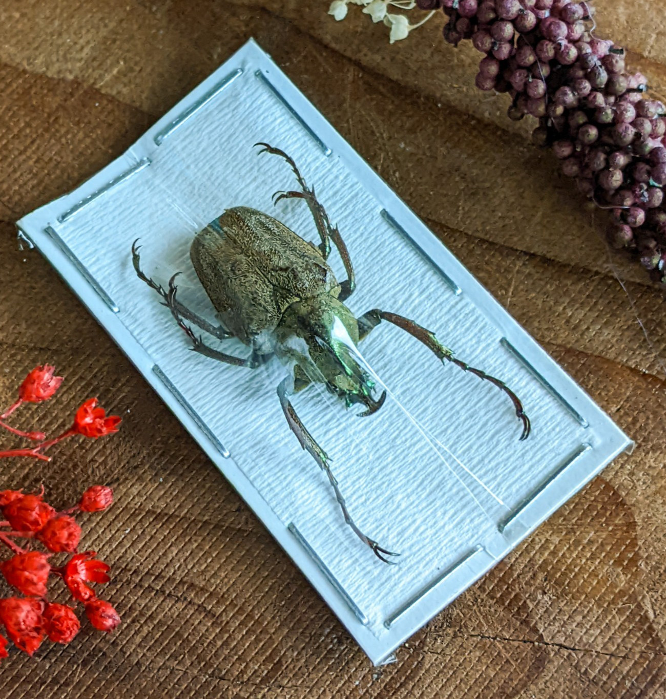 Flower Beetle specimen Mycteristes Rhinophyllus Entomology Taxidermy craft