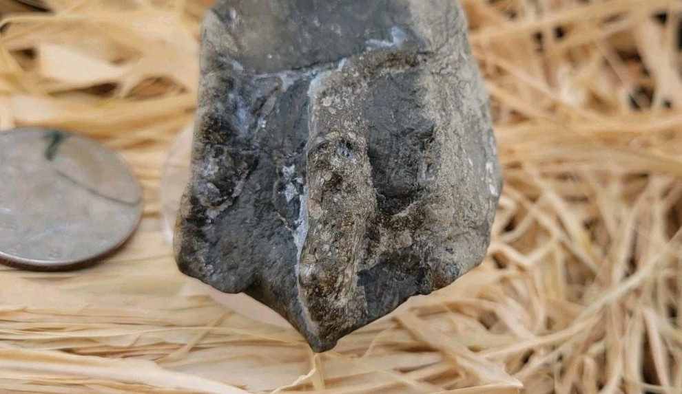 Fossilized Foot Possible Reptile