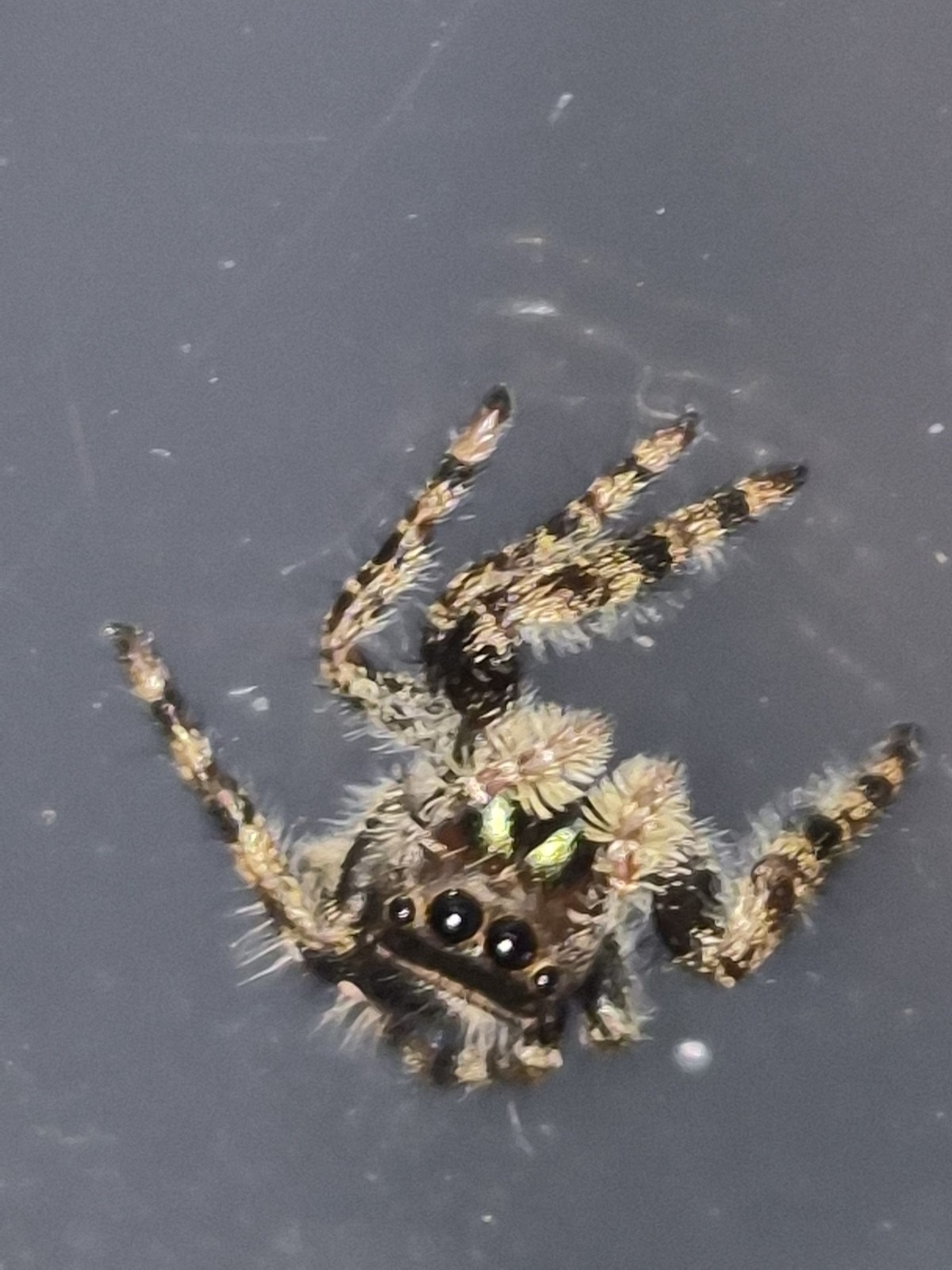Bryantae-BOLD JUMPING SPIDER