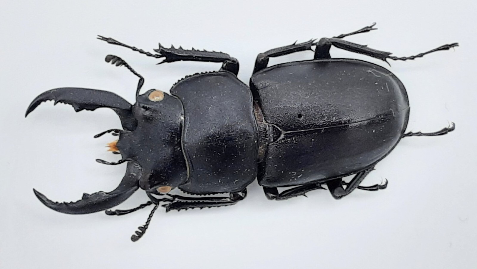 Lucanidae, Rhaetulus recticornis, A1, 38+ mm, XL, #LM237