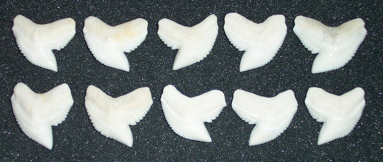 Wholesale Group – 10 Perfect 1″ Modern Tiger Shark Teeth