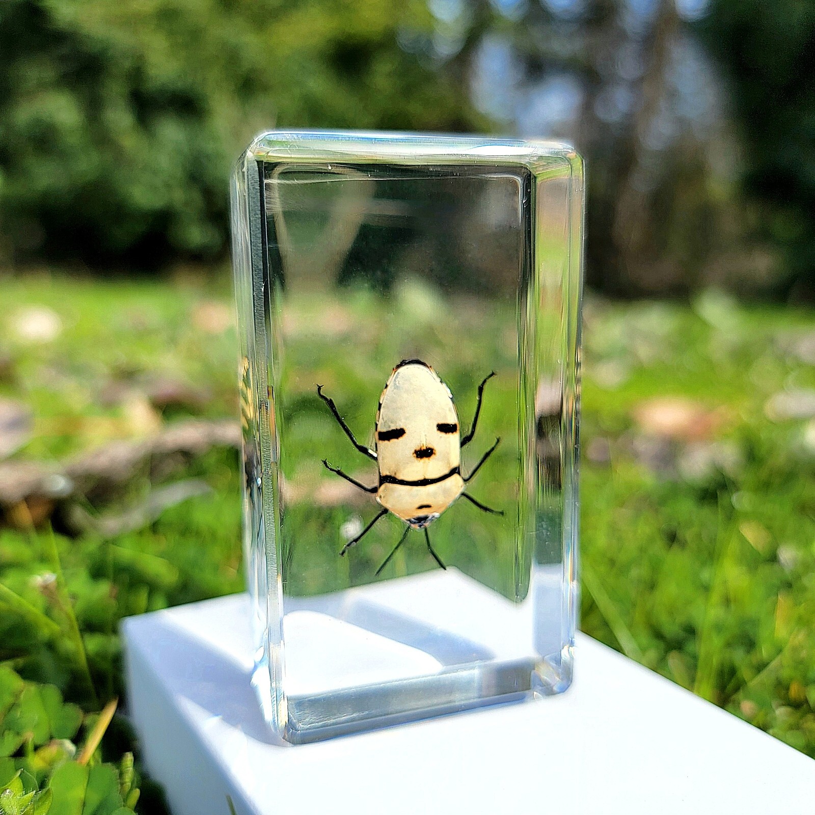 Man Face Bug In Resin, Skull Beetle, Eucorysses grandis