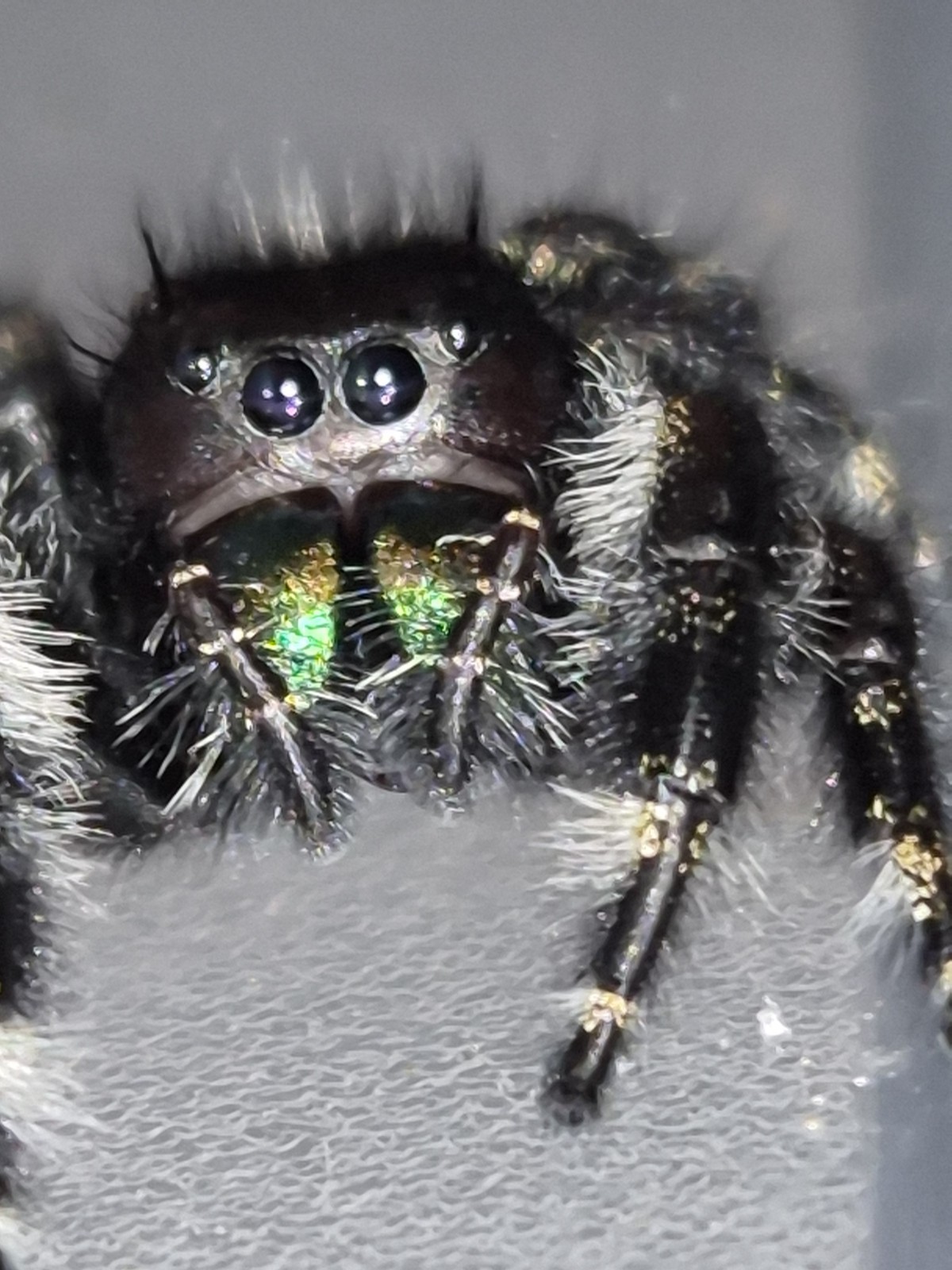 Bryantae-BOLD JUMPING SPIDER