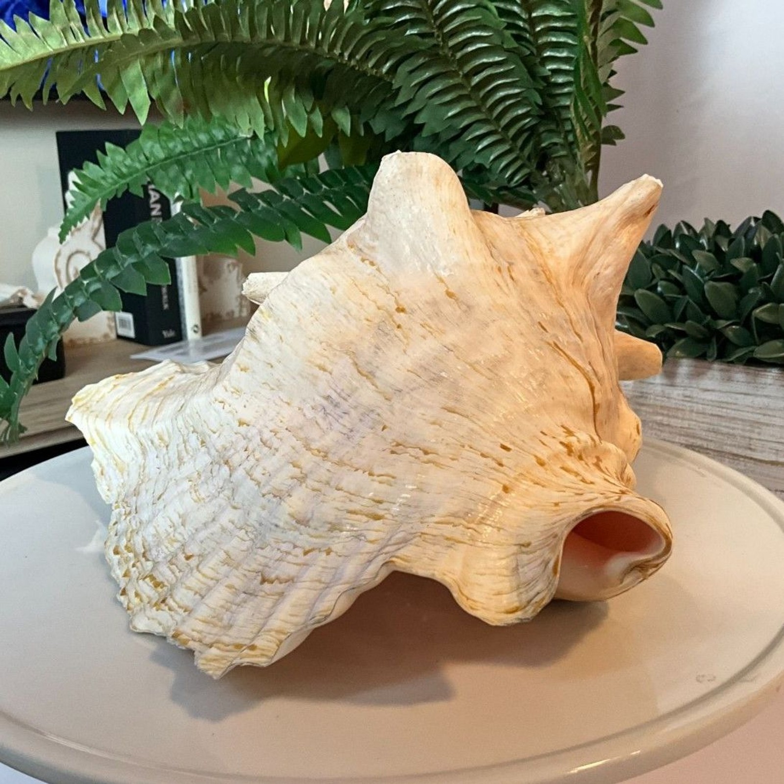 Large 10″ Natural Queen Conch Shell Pink Interior Coastal Beach Nautical Decor