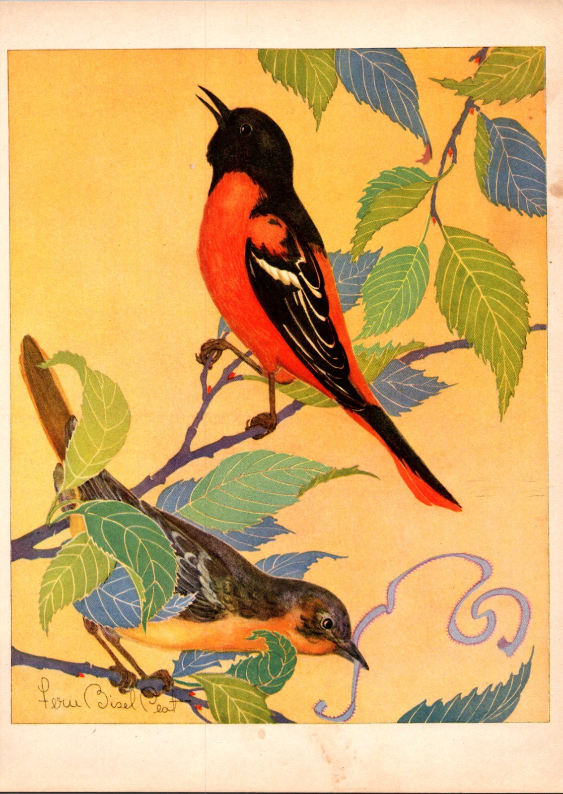The Baltimore Oriole One Nest A Season 1931 Fern Bisel Peat Bird Art TB12