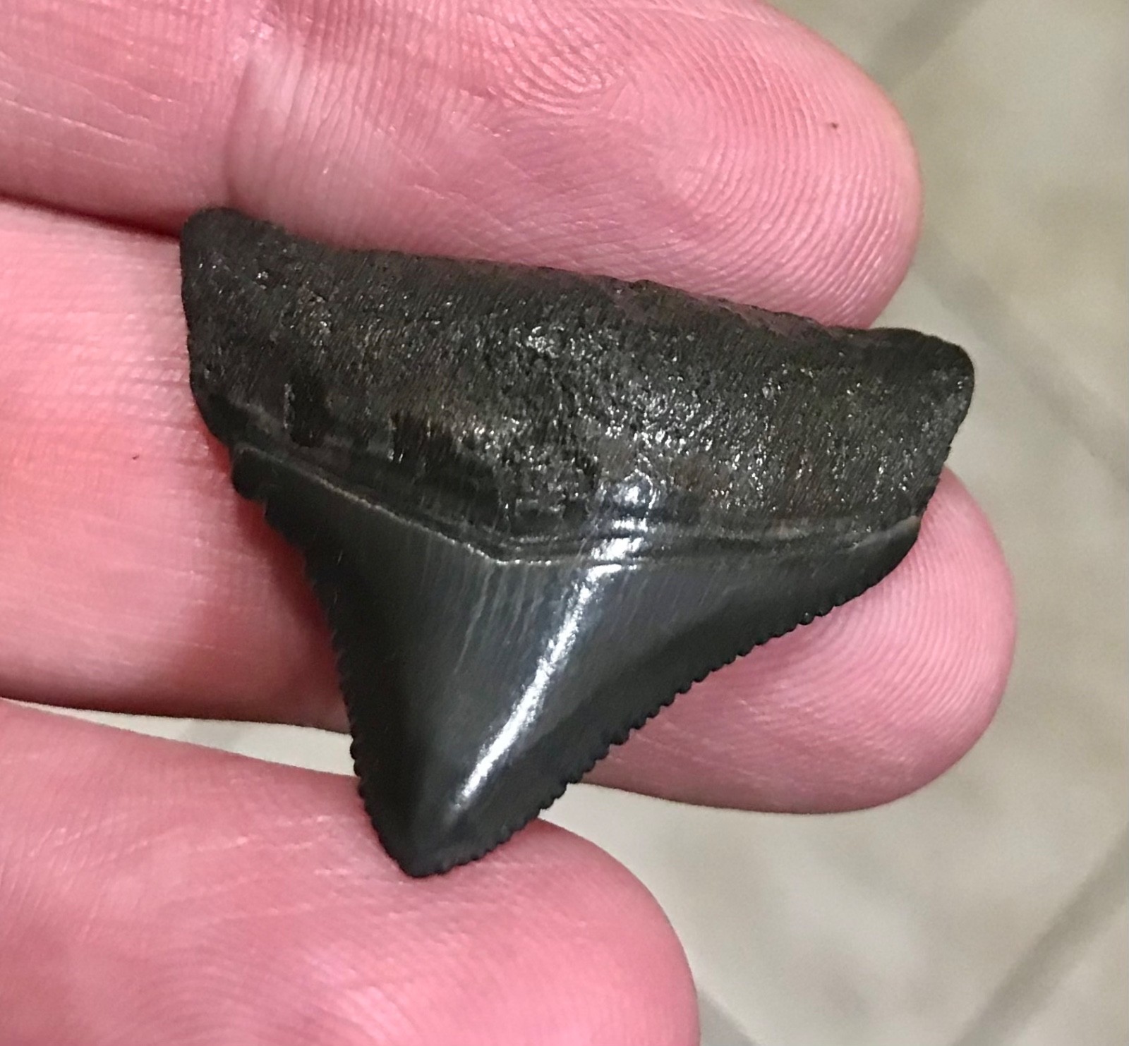 CHUNKY TRUE POSTERIOR – S.W. FLORIDA LAND FIND – MEGALODON SHARKTOOTH FOSSIL