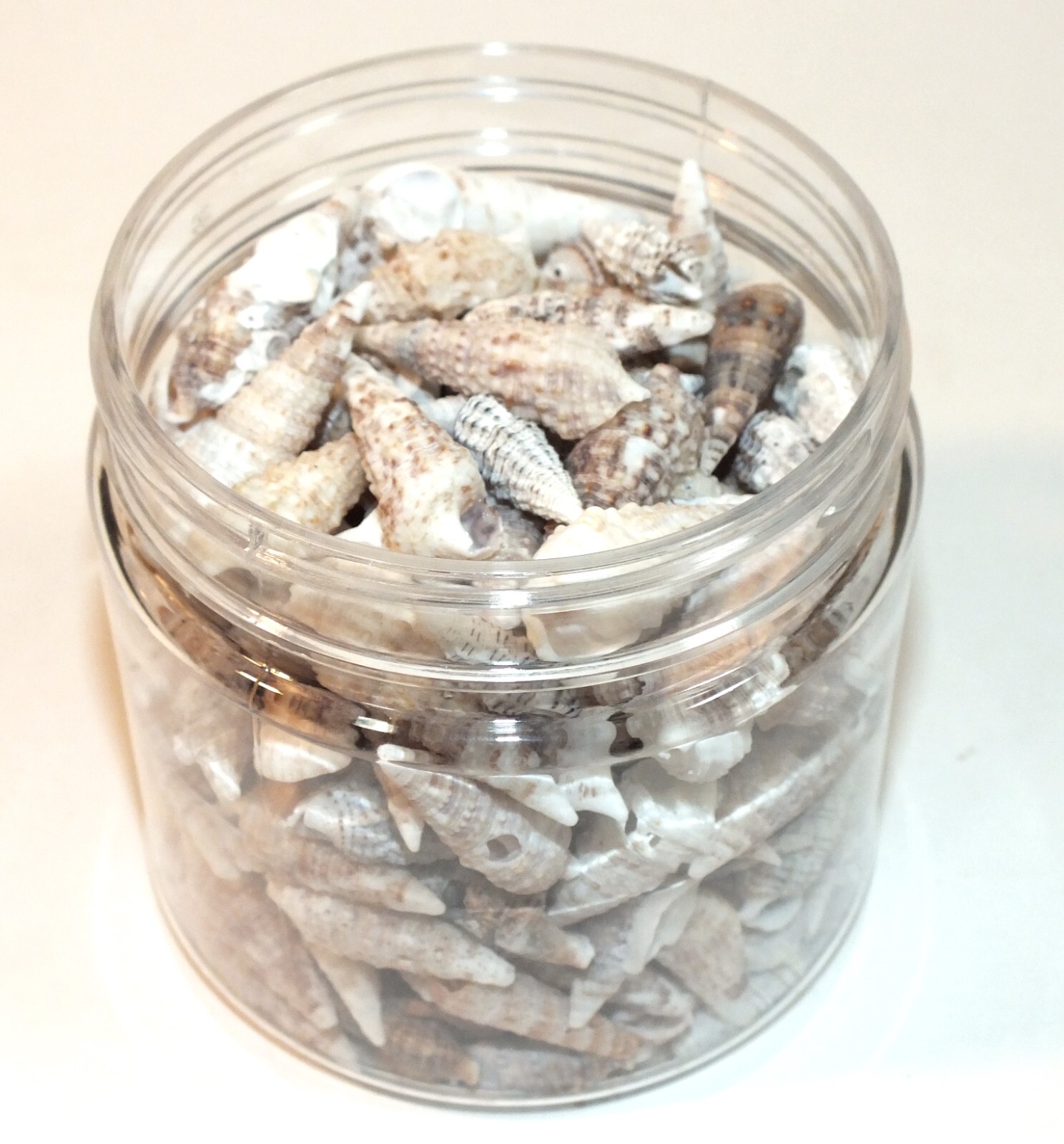 Florida Cerith Shells From Marco Island Spiral Sea Shells 7 Ounces Beach Craft