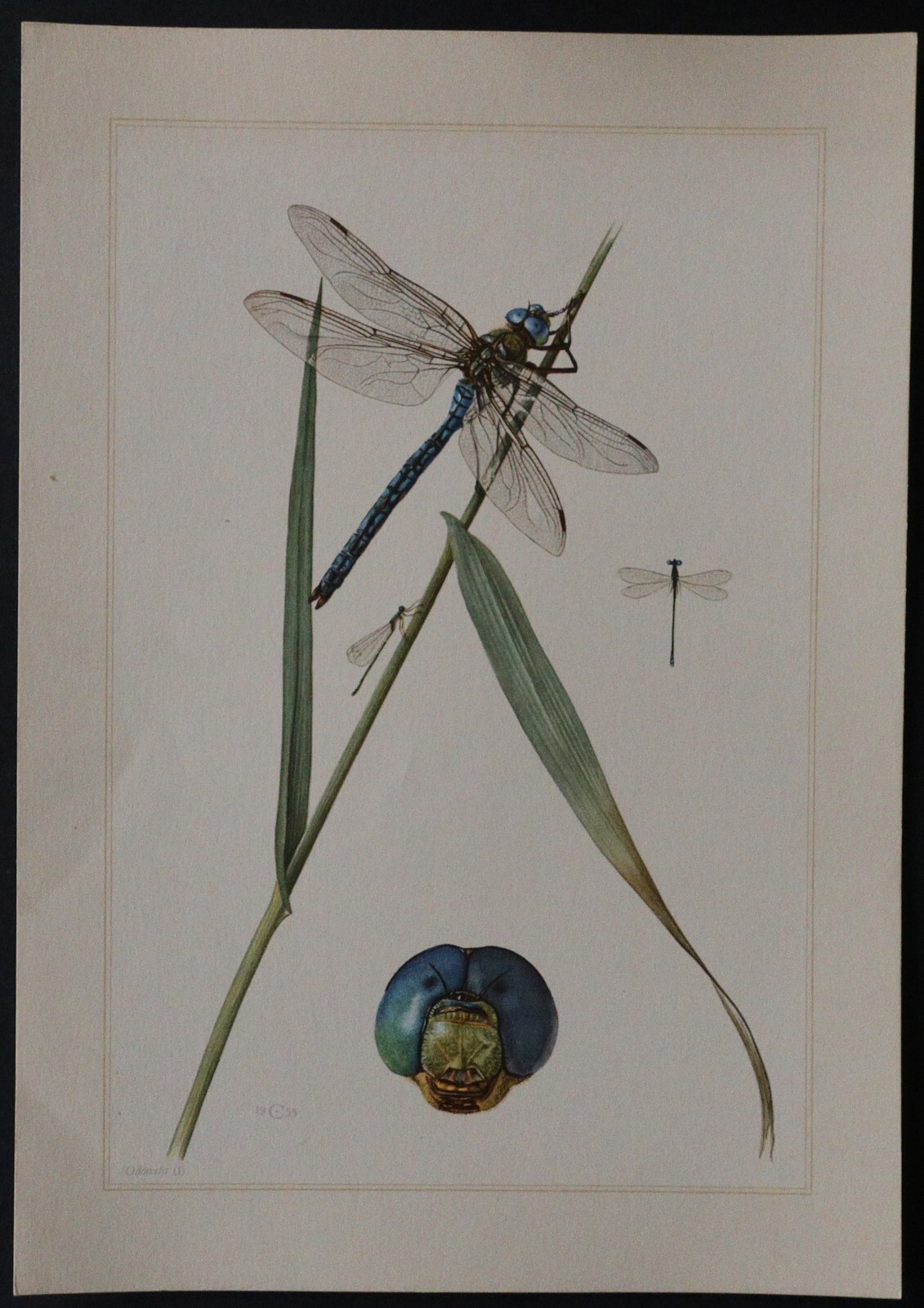 Odonata Anax Dragonfly Insect Boards 19x27cm Insect Insect Insect 3