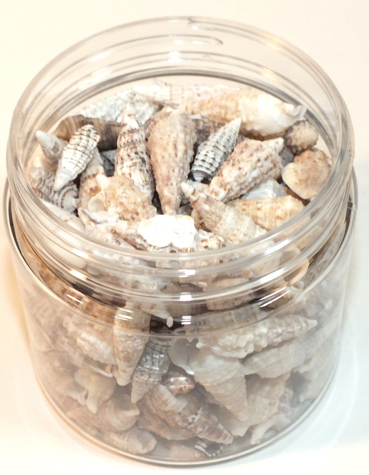 Florida Cerith Shells From Marco Island Spiral Sea Shells 7 Ounces Beach Craft
