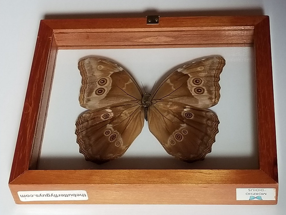 Large Real Butterfly Morpho Didius Mounted in Wooden and Double Glass Frame