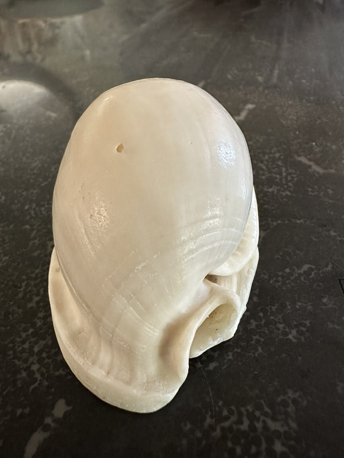Vintage Shell No Pattern 70mm Natural Beige Sea Ocean Small
