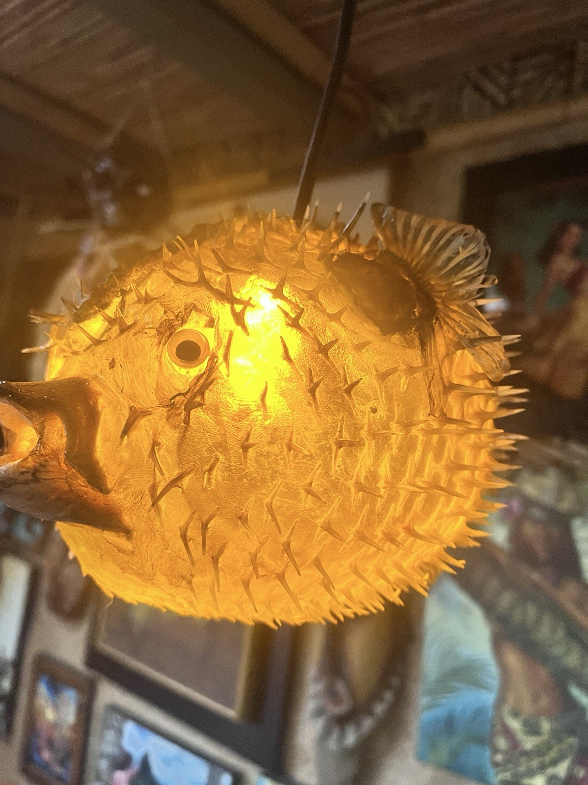 New 12”-13” Real Pufferfish Lamp W/ Yellow Led Tiki Bar Oceanic SECOND
