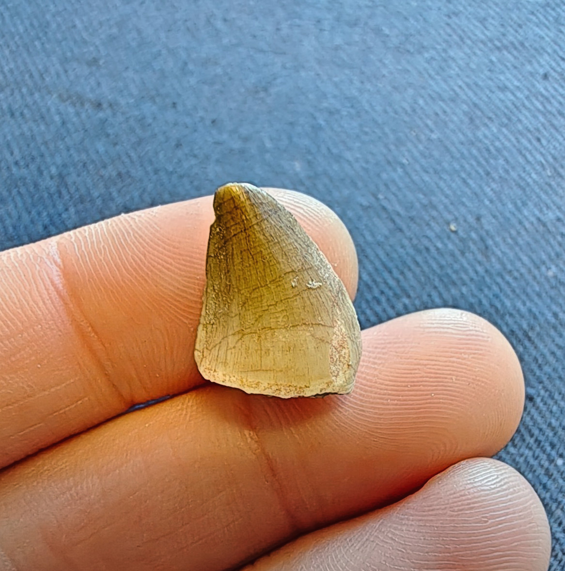 Fossil Mosasaurus Tooth – Extinct Marine Reptile Tooth – Moroccan Fossil – #007