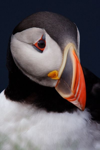 Sad Puffin Refrigerator / Locker / Tool Box Magnet