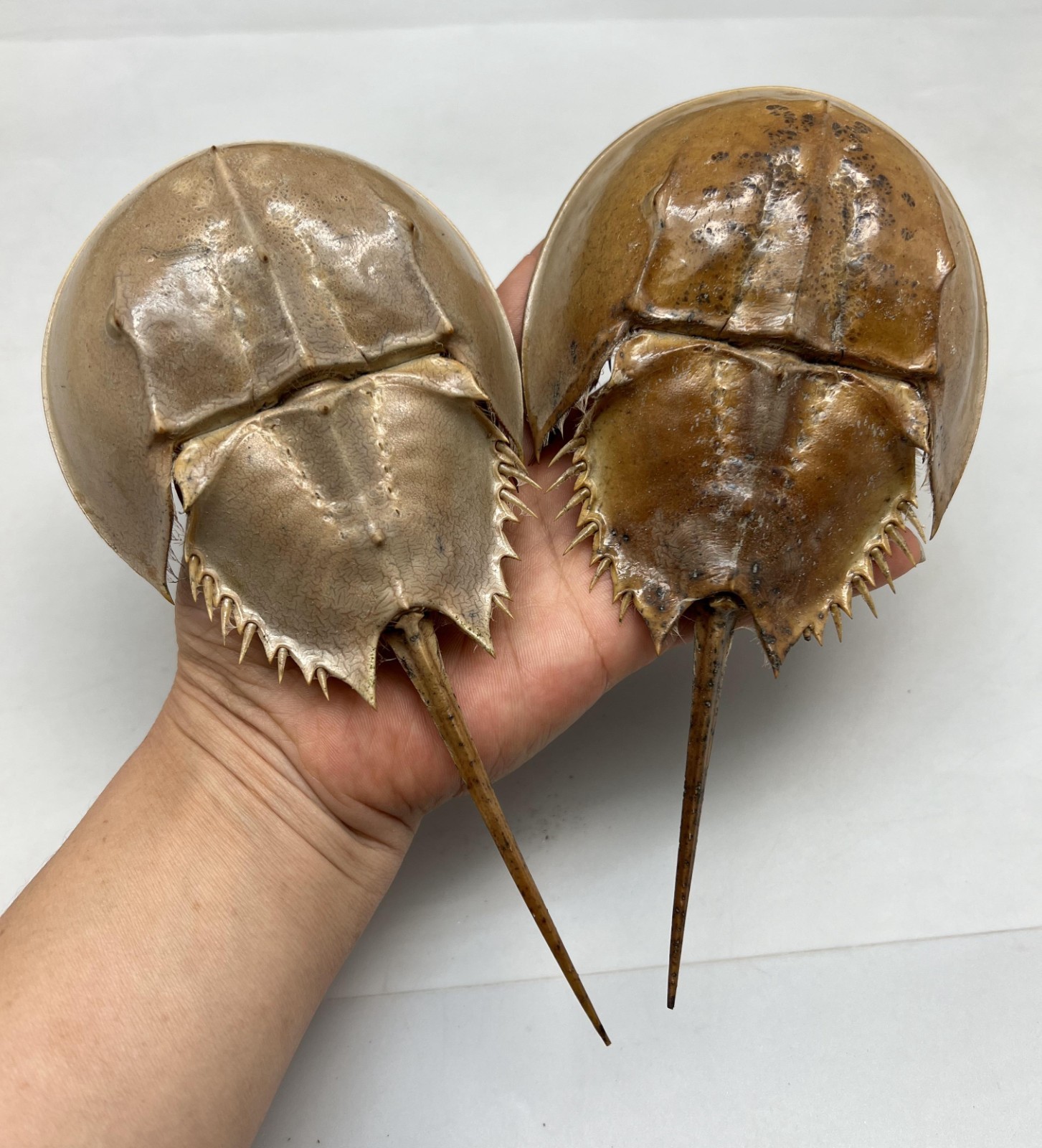 1PC Dried Molted Horseshoe Crab Shells – 7″ to 9″ – Natural Decor Art