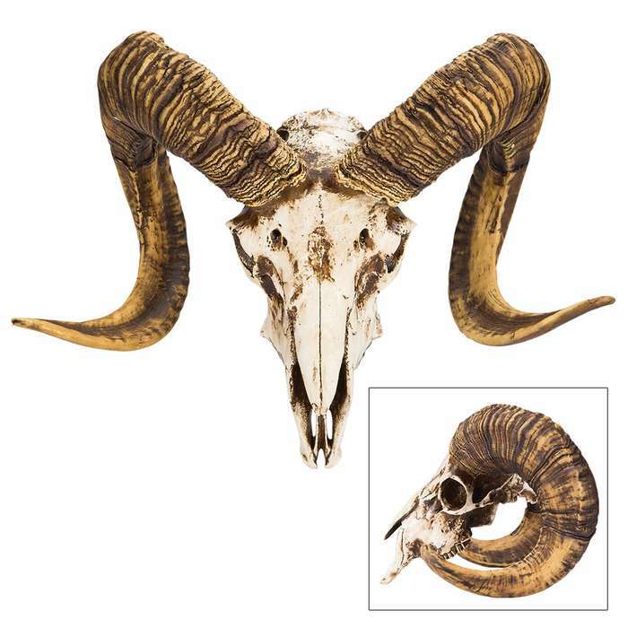 Bighorn Sheep Ram Skull Replica Wall Mounted Decor Trophy Sculpture Western