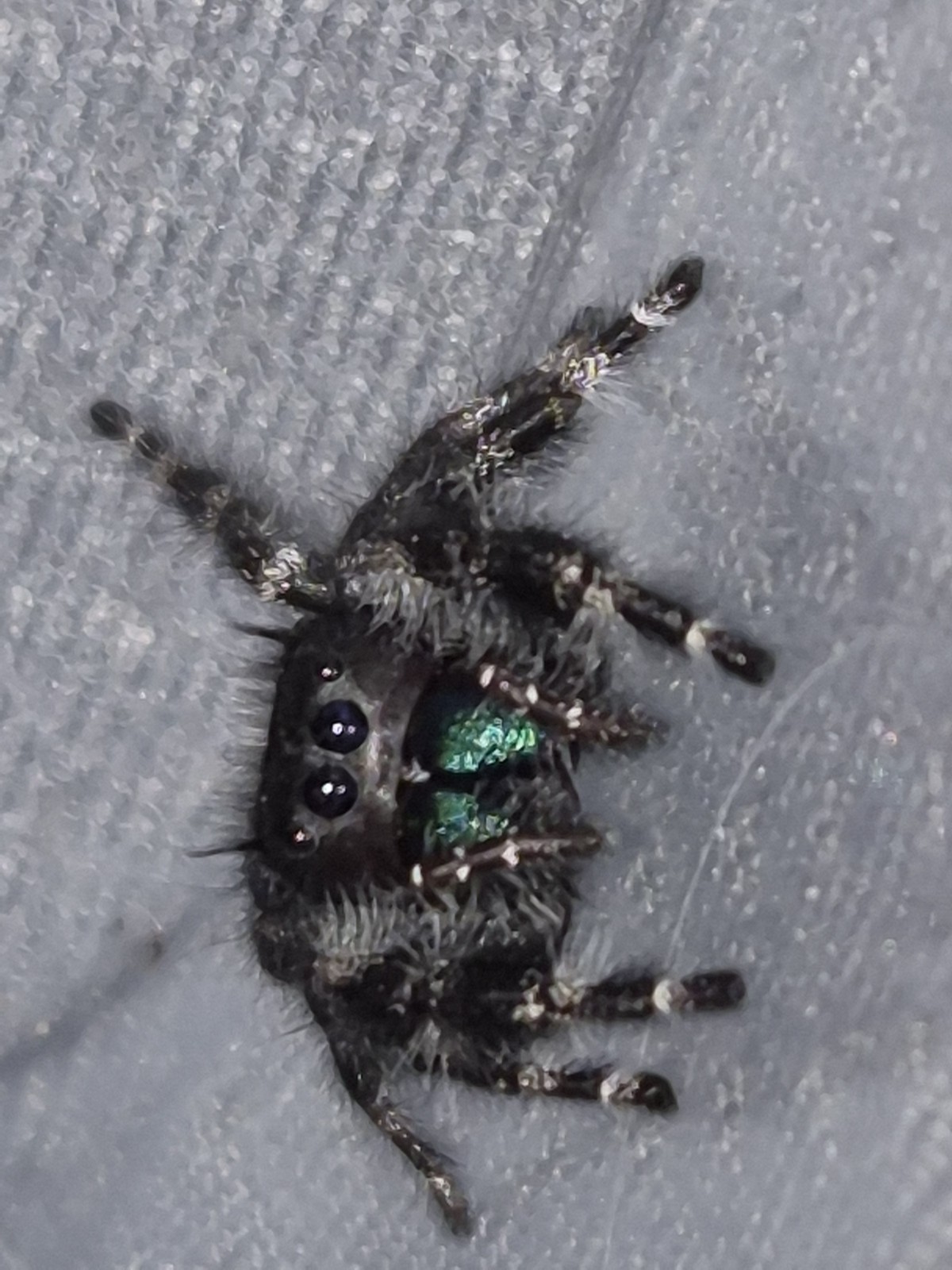 Bryantae-BOLD JUMPING SPIDER