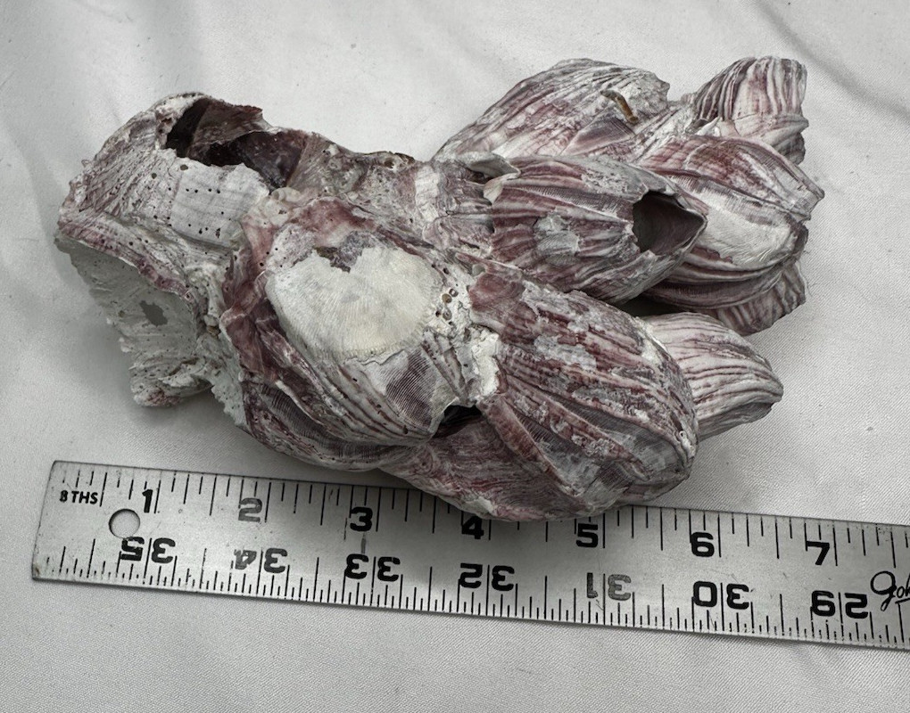 Large Giant Seashell w/ Barnacle Cluster Natural Ocean Specimen Nautical Decor