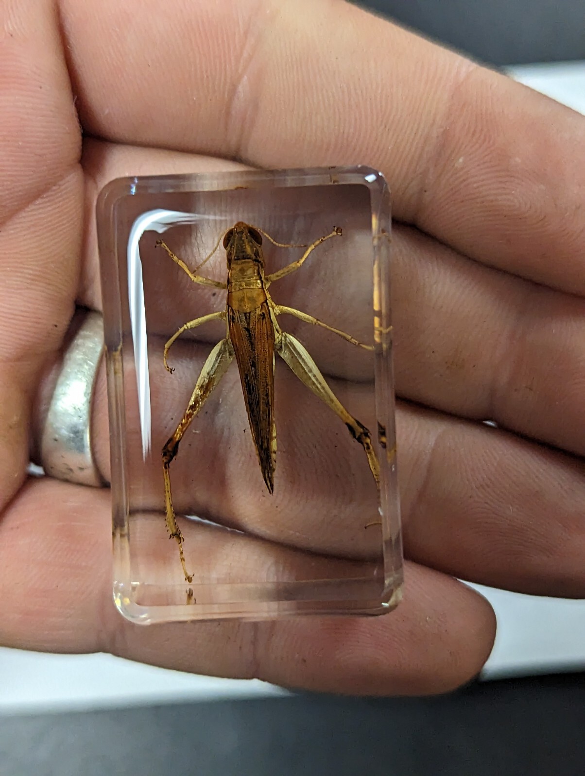 Real Grasshopper, Preserved In Lucite Resin, Collectible Bug Taxidermy