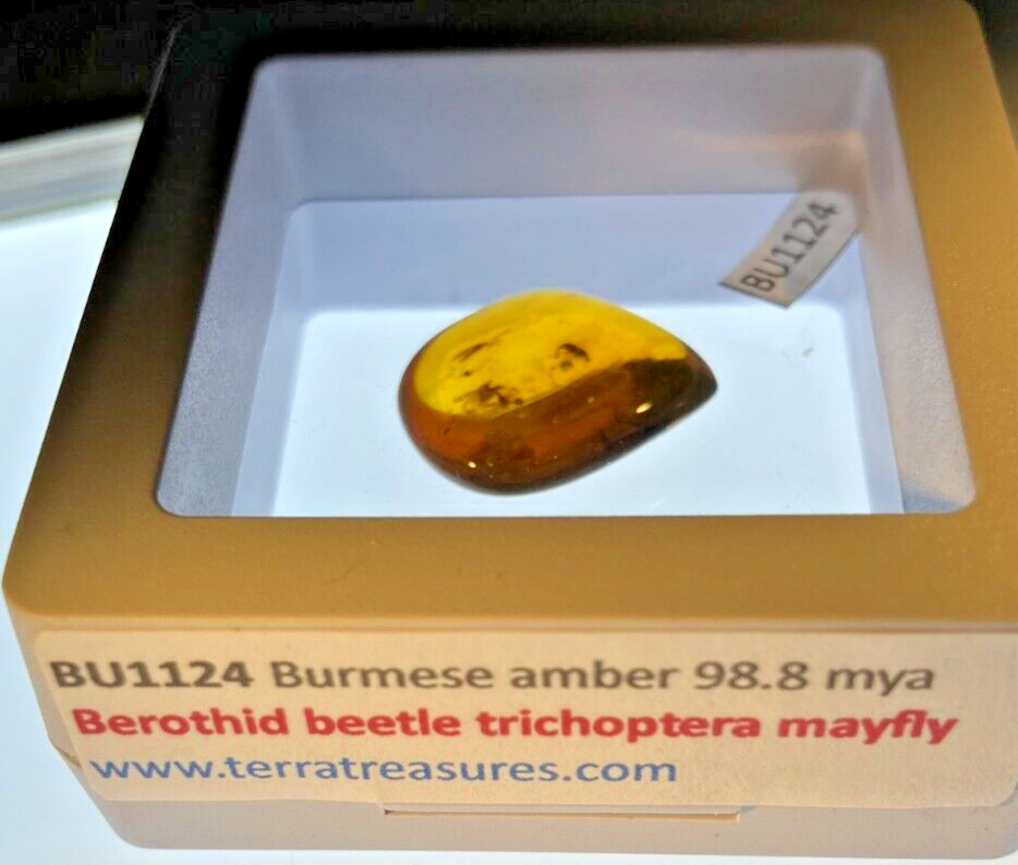 A101 BU1124 Menagerie Berothid beetles trichoptera mayfly flies Burmese Amber 99