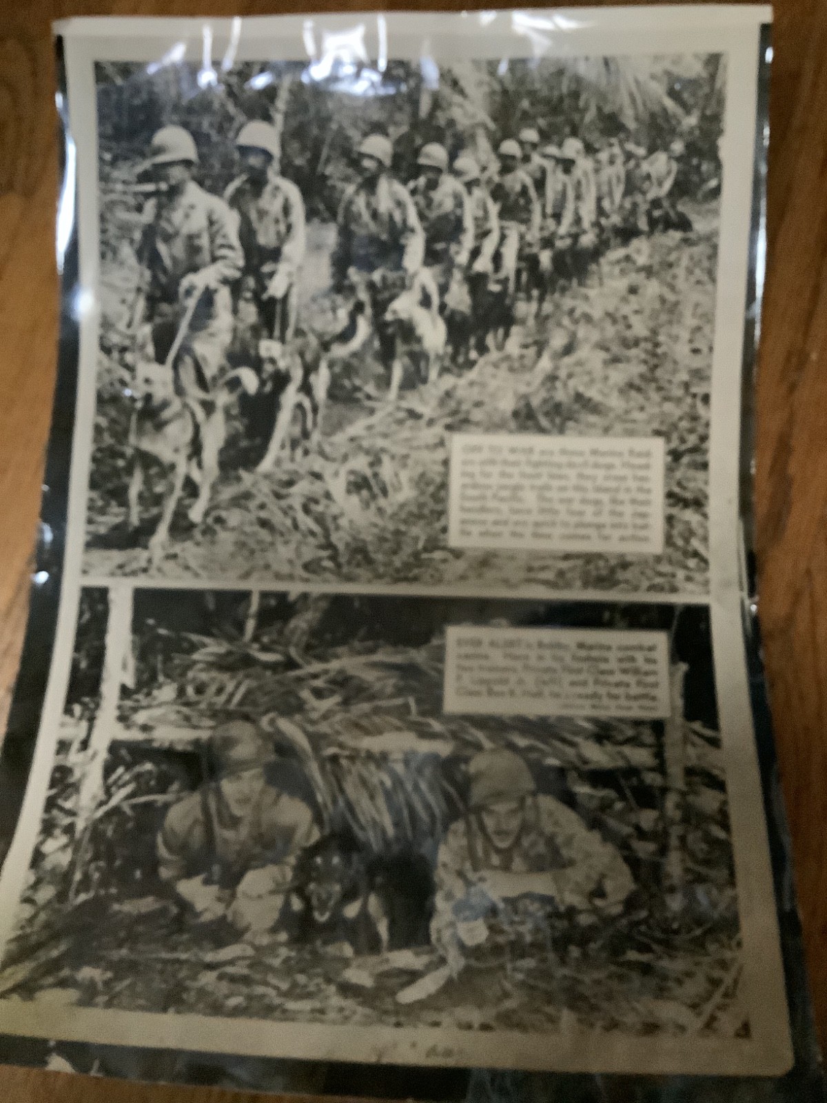 WW2, Marine Raiders w Fighting Devil Dogs Headed Front Line Press Photo 14”*11”