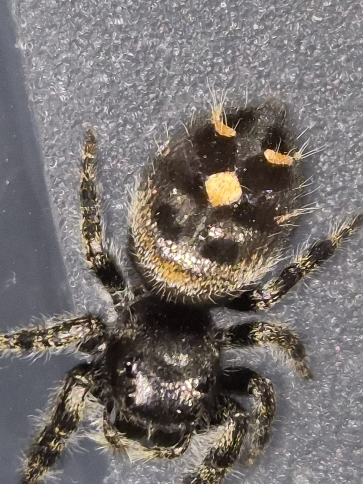 Bryantae-BOLD JUMPING SPIDER