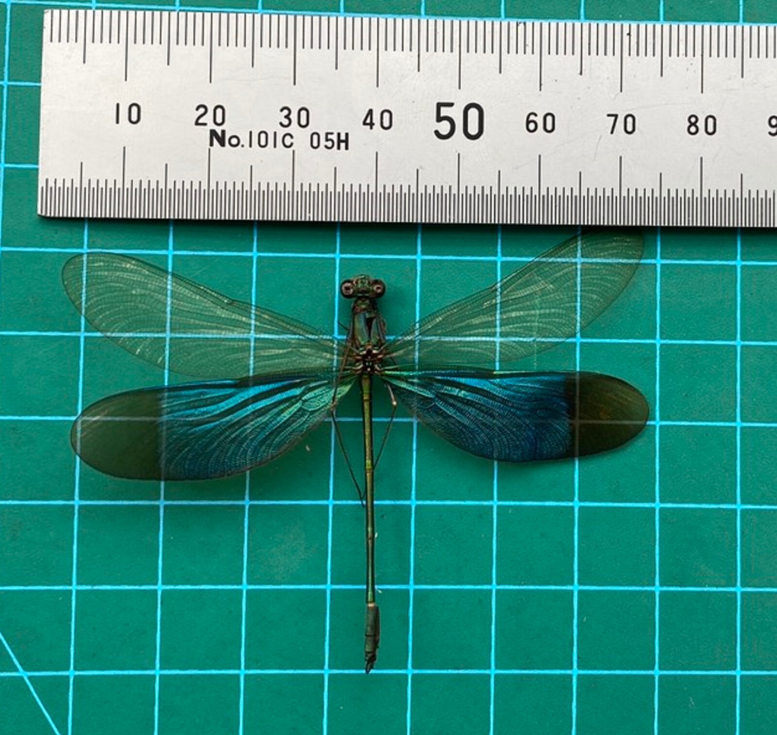 4 Real Dragonfly Specimen Spread Insects Butterfly Taxidermy Art Collection