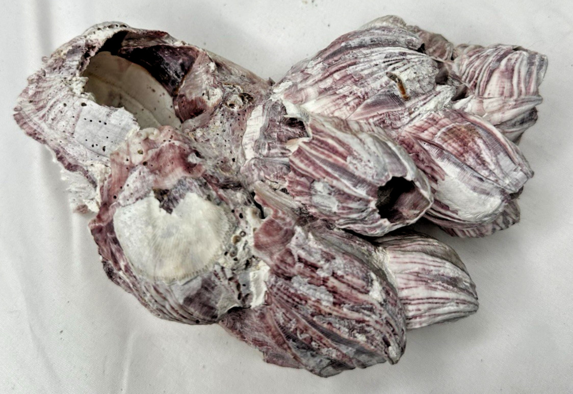 Large Giant Seashell w/ Barnacle Cluster Natural Ocean Specimen Nautical Decor