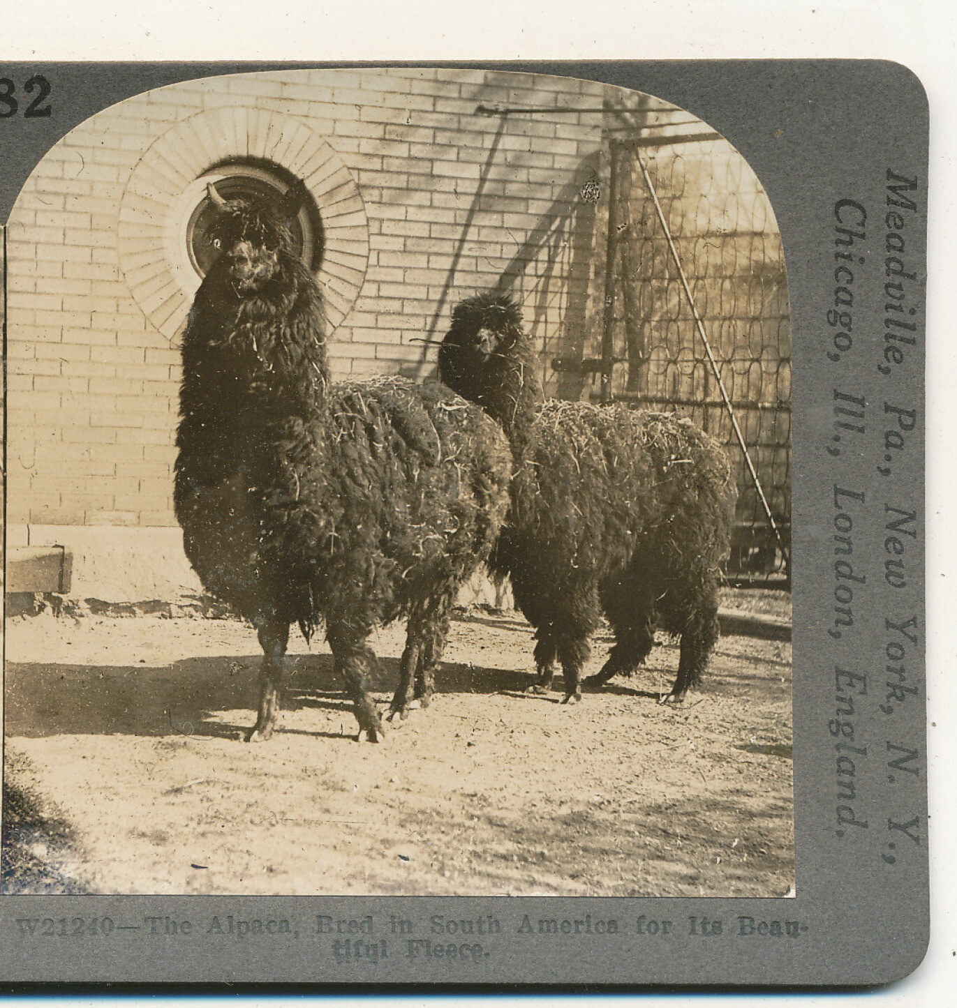 Alpaca Bred in South America Beautiful Fleece Keystone Animal Stereoview c1900
