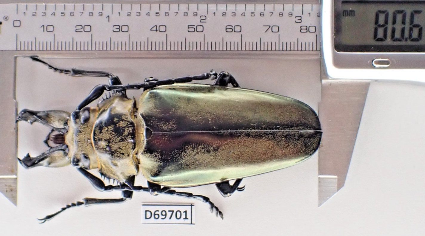 D69701. Insects, Beetles, Trictenotomidae sp. Vietnam North