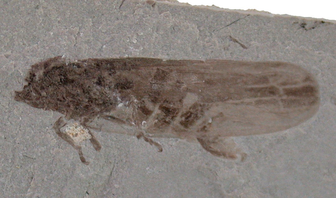 Dogger Rare As Still Indeterminate Insect From Ningcheng Mongolia Insecta 6021
