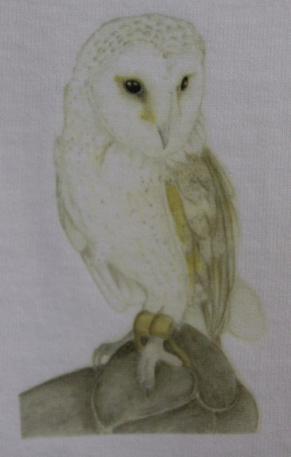 Owl T-Shirts sizes 3-6 months to XXL Scops Owl, Barn Owl, Eagle Owl Designs
