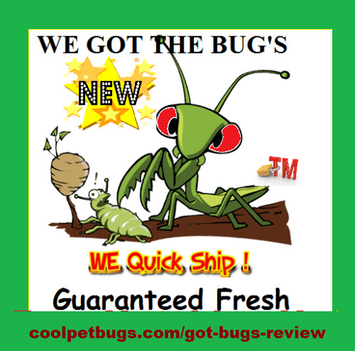 One REAL PRAYING MANTIS EGG CASE OOTHECA NATURAL PEST CONTROL 2024 +Hatching Cup