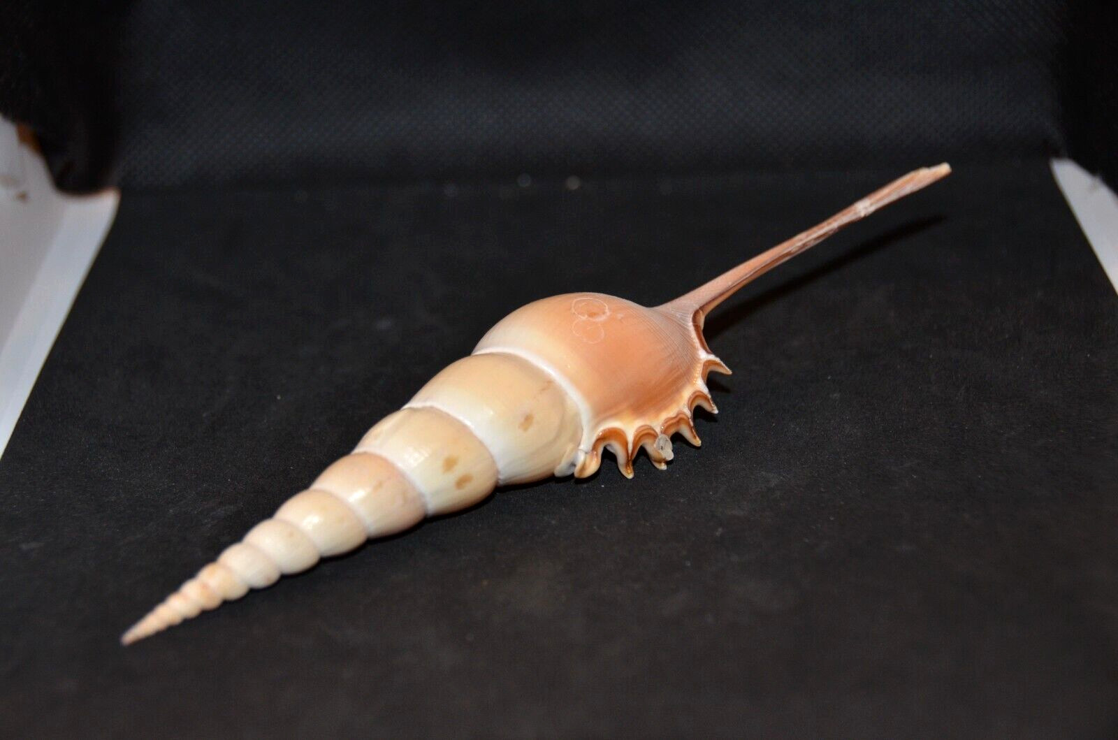 Long Tibia Fusus with operculum – 190 mm- 7 1/2″ – Diver- Patikul, Philippines
