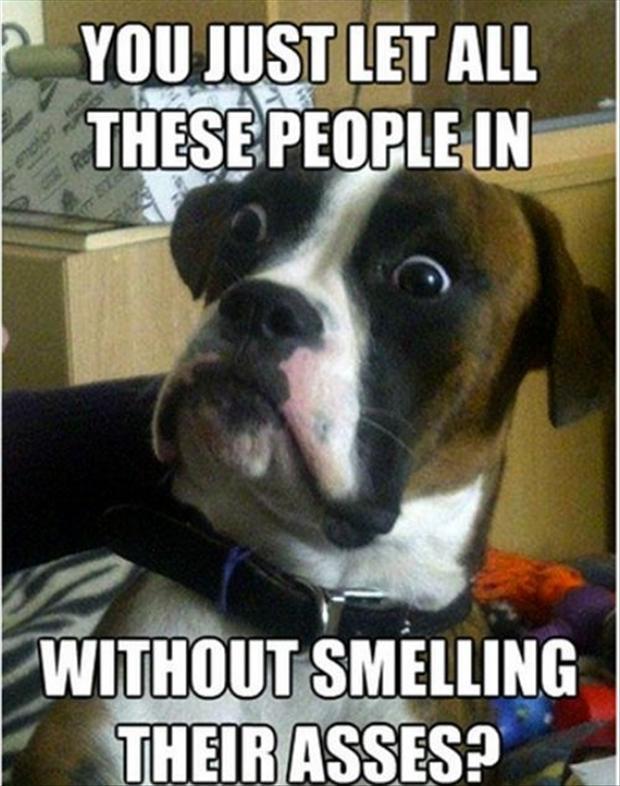 Funny Dog Boxer Refrigerator / Tool Box / Locker Magnet