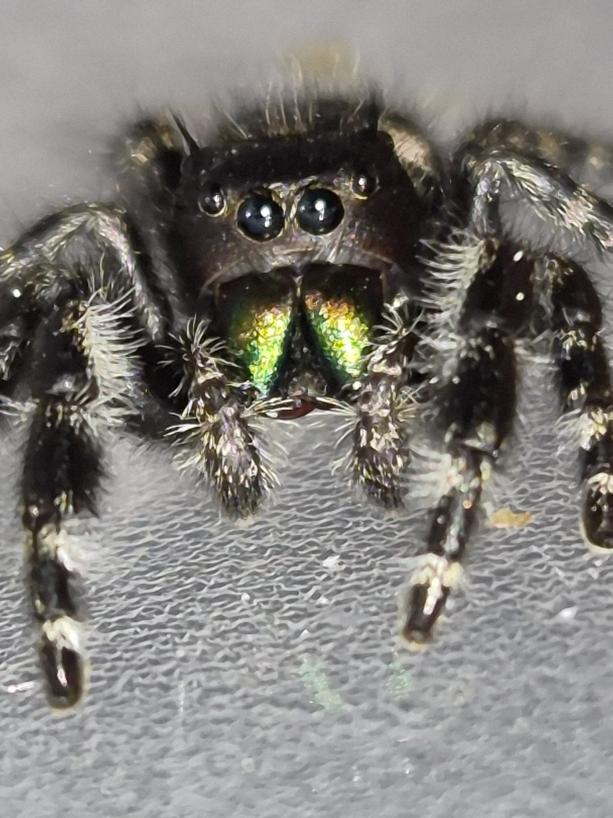 Bryantae-BOLD JUMPING SPIDER