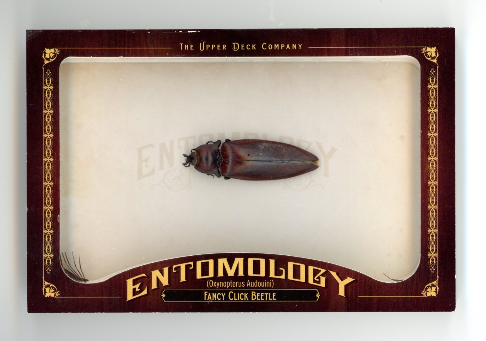 Fancy click beetle card 2011 Upper Deck Goodwin Champions Entomology #ENT13 bug