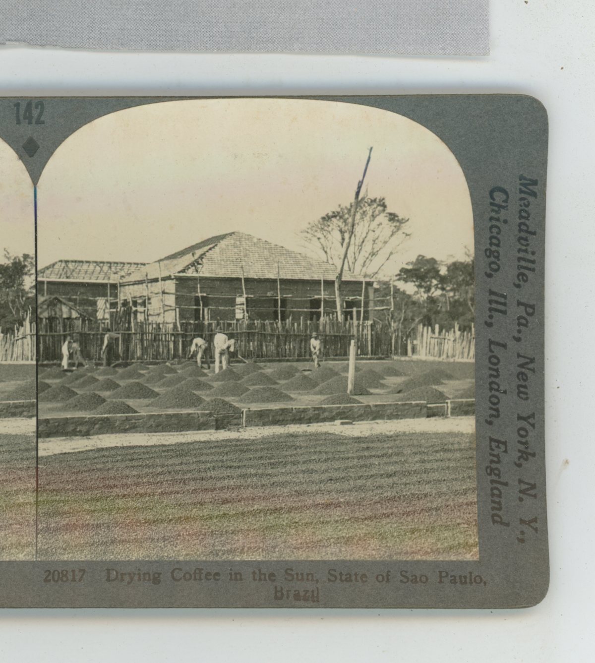 Drying Coffee in Sun Brazil South America Keystone Stereoview