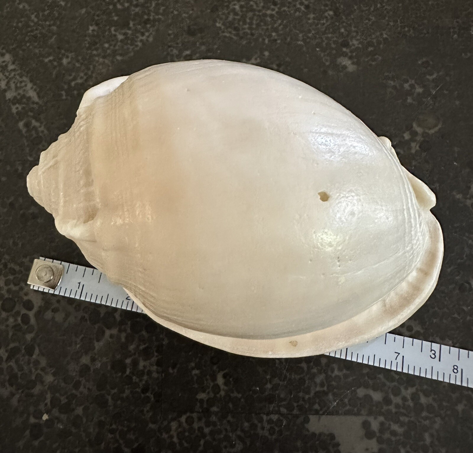 Vintage Shell No Pattern 70mm Natural Beige Sea Ocean Small