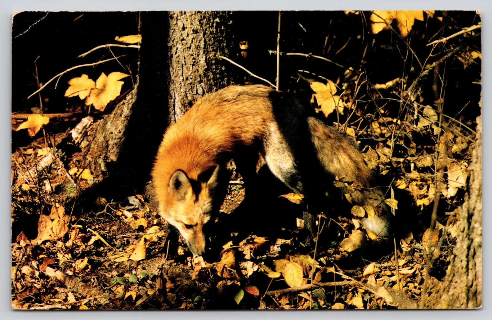 Postcard Canada’s Red Fox Woodland Wildlife Vulpes vulpes