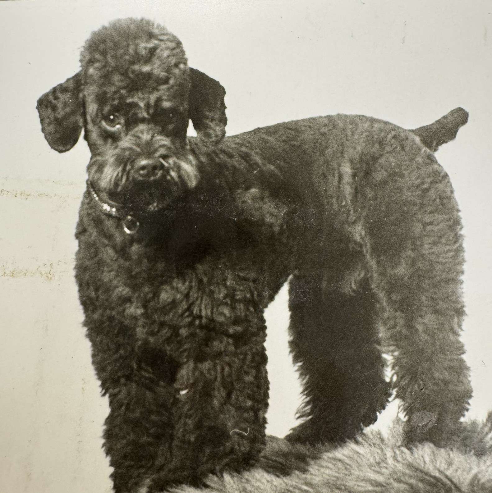 Vintage Black & White Photo Cute Adorable Black Poodle Dog Pets Animals OOAK