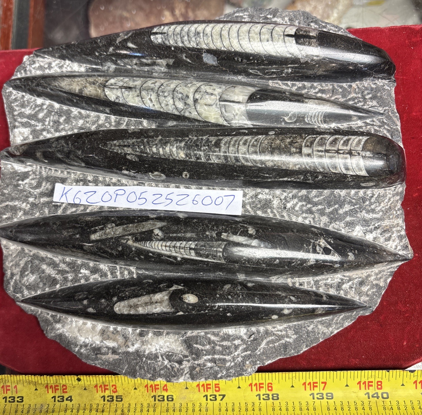 ❤️ Nice Orthoceras Plate 8” X 7” Polished Devonian Fossils 3 Pounds 12 Ounces