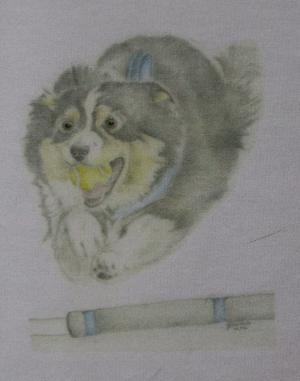 Flyball Collie T-Shirts Sizes 3-6 months to XXL Designs from original artwork
